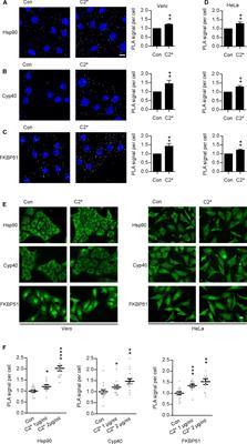 Combined Pharmacological Inhibition of Cyclophilins, FK506-Binding Proteins, Hsp90, and Hsp70 Protects Cells From Clostridium botulinum C2 Toxin